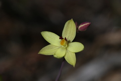 Thelymitra antennifera