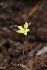 Thelymitra antennifera