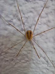 Cosmobunus granarius