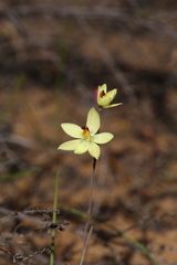 Thelymitra antennifera