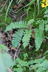 Polystichum acrostichoides