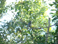 Polioptila bilineata