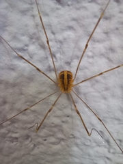 Cosmobunus granarius