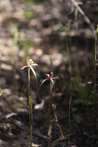 Image of Caladenia wanosa by (c) Hugo Innes, some rights reserved (CC BY)