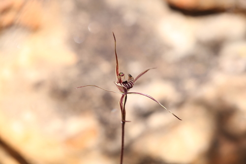 Image of Caladenia wanosa by (c) Hugo Innes, some rights reserved (CC BY)