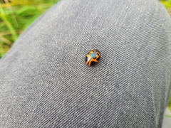 Labidomera clivicollis