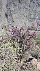 Rhododendron lapponicum