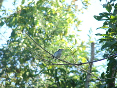 Polioptila bilineata