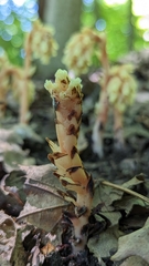 Monotropa hypopitys