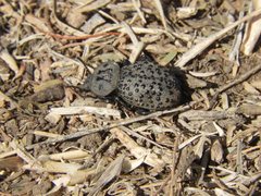 Scotobius pilularius