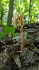 Monotropa hypopitys