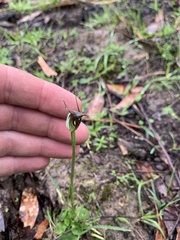 Pterostylis pedunculata
