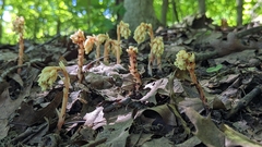 Monotropa hypopitys