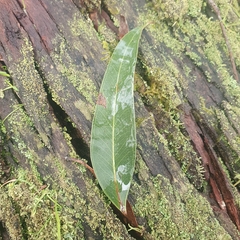 Eucalyptus cephalocarpa