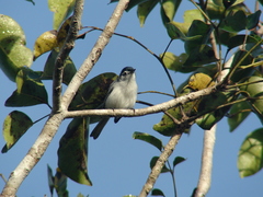 Polioptila bilineata