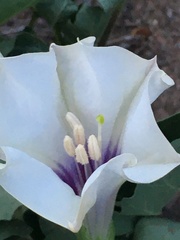 Datura discolor