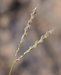 Digitaria mollicoma