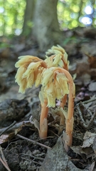 Monotropa hypopitys
