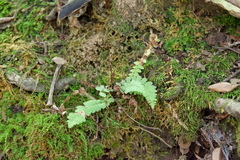 Asplenium platyneuron