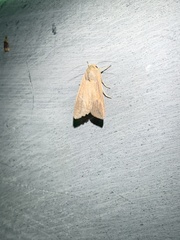 Mythimna unipuncta