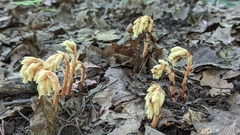 Monotropa hypopitys