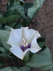 Datura discolor