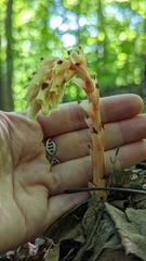 Monotropa hypopitys