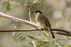 Meliphaga lewinii