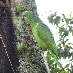 Amazona aestiva