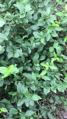Euonymus fortunei