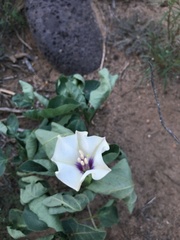 Datura discolor