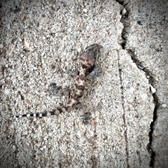 Hemidactylus turcicus