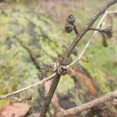 Eucalyptus cephalocarpa