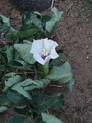 Datura discolor