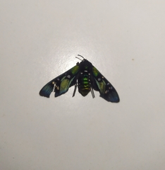 Chrysocale principalis