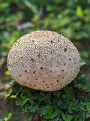 Calvatia cyathiformis