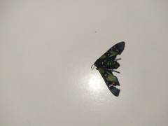 Chrysocale principalis