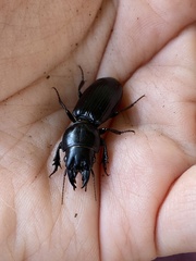 Scarites subterraneus