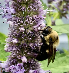 Bombus griseocollis