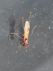 Pheidole megacephala