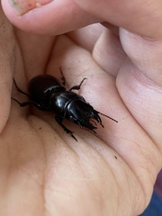 Scarites subterraneus