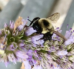 Bombus griseocollis