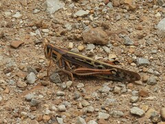 Schistocerca americana