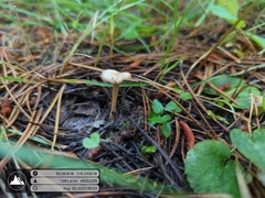 Rhodocybe