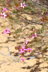 Calytrix