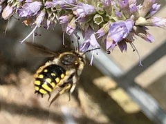 Anthidium manicatum