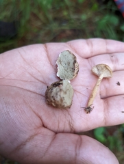Rhodocybe