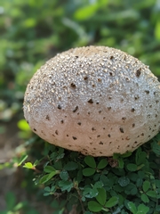 Calvatia cyathiformis