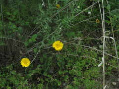 Baileya multiradiata