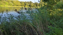 Phragmites australis australis